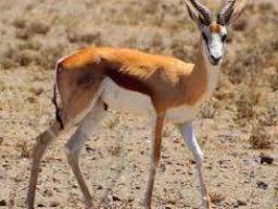 Springbok